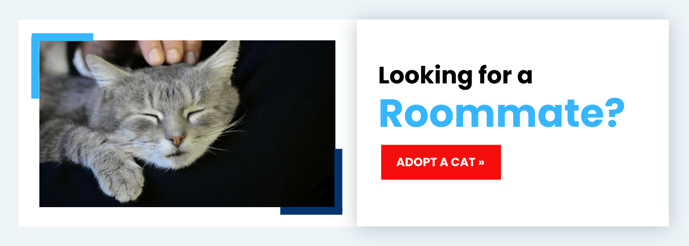 wileysroadhome-adopt-cat